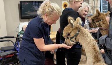 How a pair of alpacas raised spirits of residents at Galway nursing home – ‘It was amazing to watch the effect’