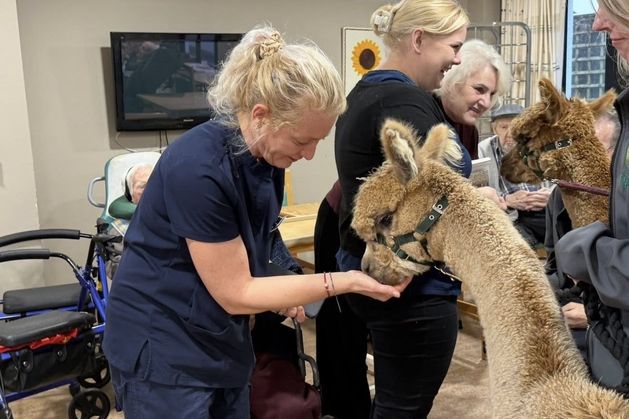 How a pair of alpacas raised spirits of residents at Galway nursing home – ‘It was amazing to watch the effect’