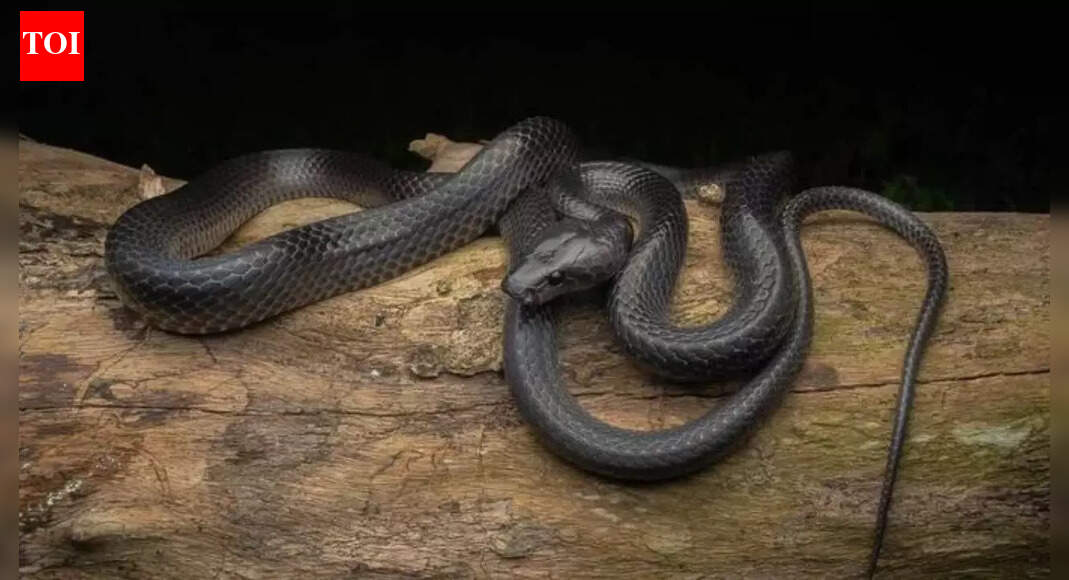 World’s new wolf snake species discovered on Great Nicobar Island in a major scientific breakthrough |