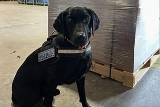 Cannabis worth €2.2m found by detector dog Maggie at Dublin Airport