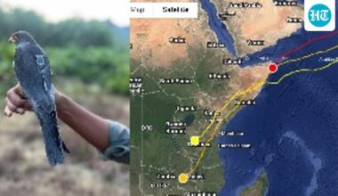Satellite-tagged Amur Falcon from Manipur reach Africa in a week