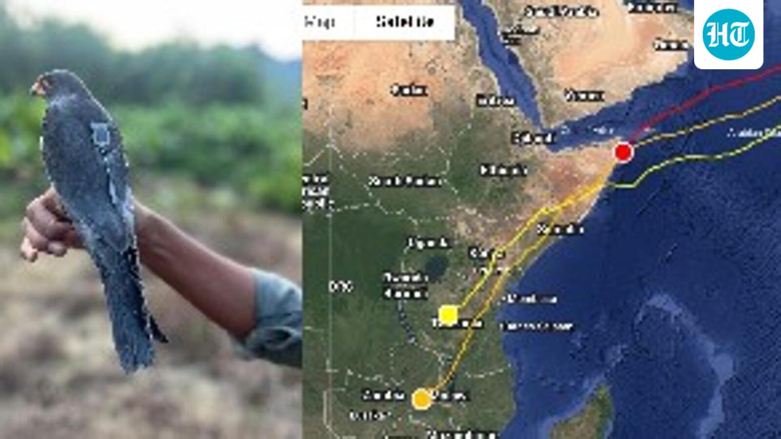 Satellite-tagged Amur Falcon from Manipur reach Africa in a week