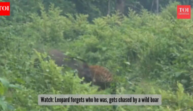 Hunter gets hunted: Watch a wild boar boldly drive off a fierce leopard in viral video |