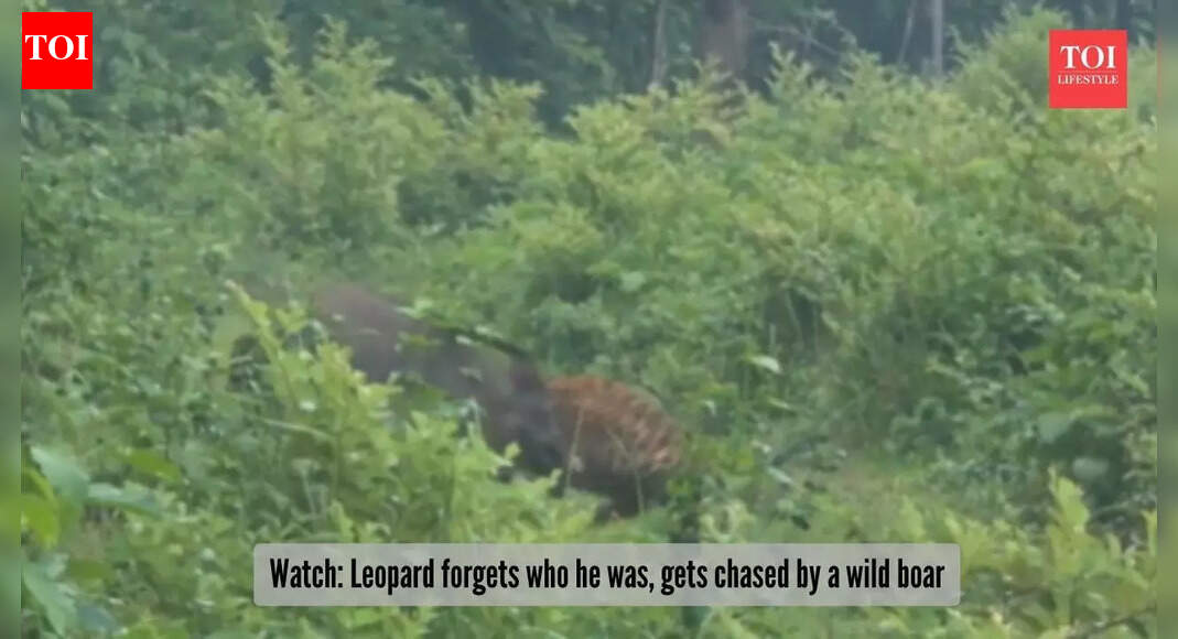 Hunter gets hunted: Watch a wild boar boldly drive off a fierce leopard in viral video |