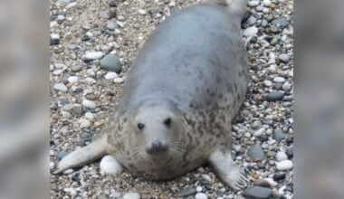 Seal Rescued And Released 5 Years Ago Shows Up With The Sweetest Surprise