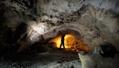 Discovery of 5,500-year-old wildcat in Clare sheds new light on prehistoric Irish wildlife