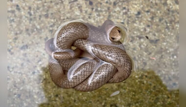 Reptile Wrangler's 'Mind Blown' By Snake's Remarkable Survival Trick