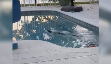 Homeowners Call For Help When They Find 'River' Animal Swimming In Their Pool