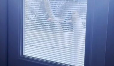 Goose Keeps Showing Up At Family's Door — Then They Finally Figure Out Why