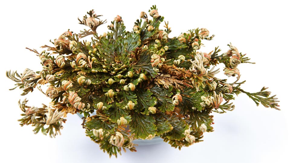 Rose of Jericho (Selaginella lepidophylla), False