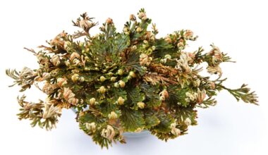 Meet The ‘Resurrection Plant’ That Raises From The Dead After Years Without Rain — A Biologist Explains