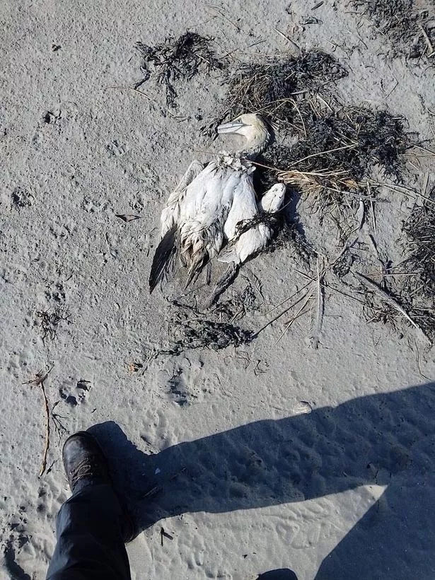 Birds were found dead from suspected avian flu on Dollymount beach in 2022
