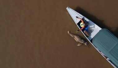 Hundreds of dolphins found dead in Amazon lake were in water hotter than a jacuzzi, study finds