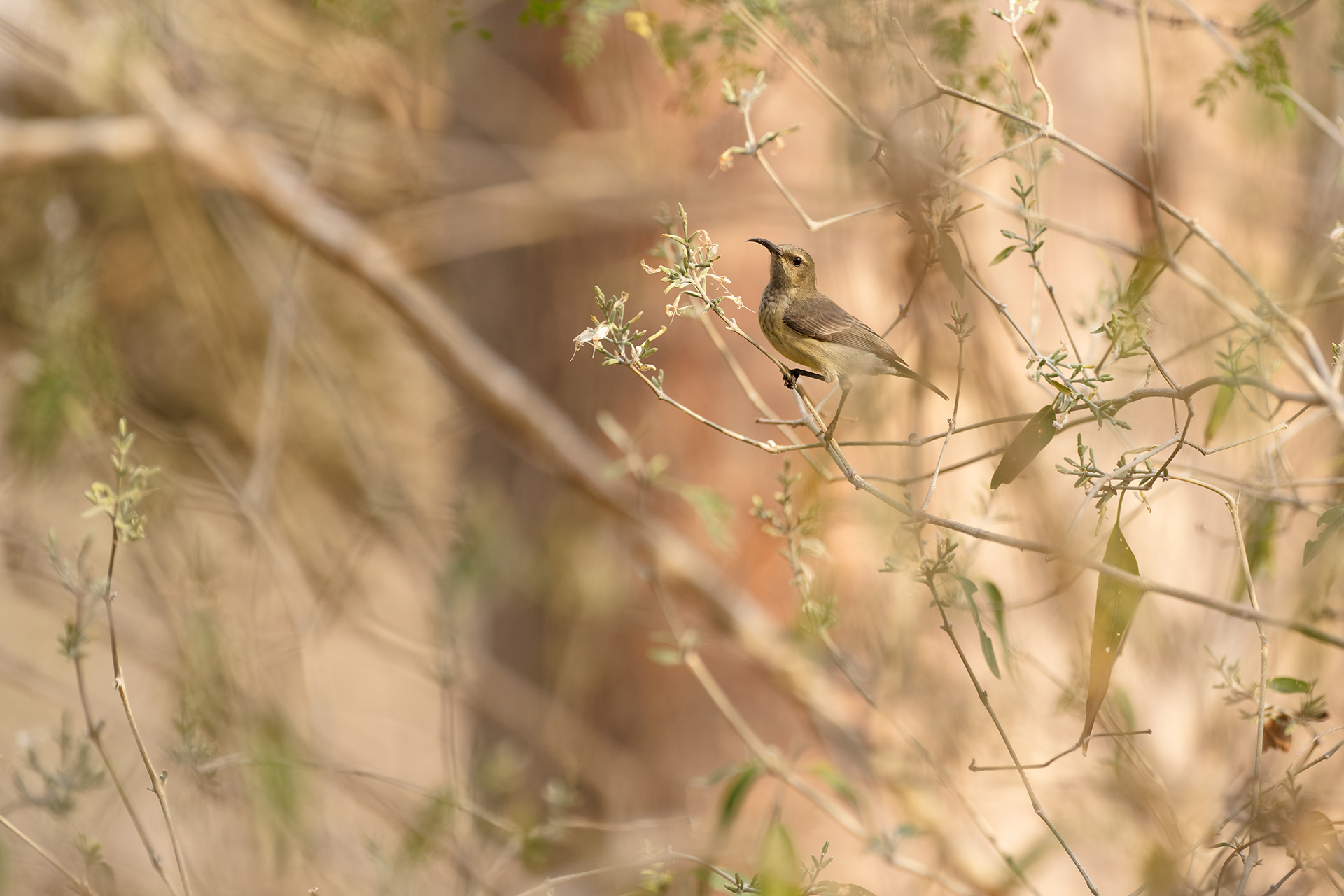 A sunbird perched on a sparse tree