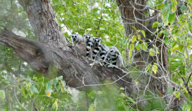 The world’s lemurs are going extinct. This is the only way to save them.