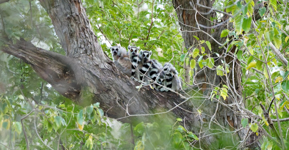 The world’s lemurs are going extinct. This is the only way to save them.