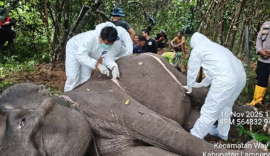 Two veterinarians perform check on Dona, a 45-year-old female elephant, which declared dead on Nov. 16, 2025, due to ilnesses, at the Way Kambas National Park in East Lampung, Lampung.