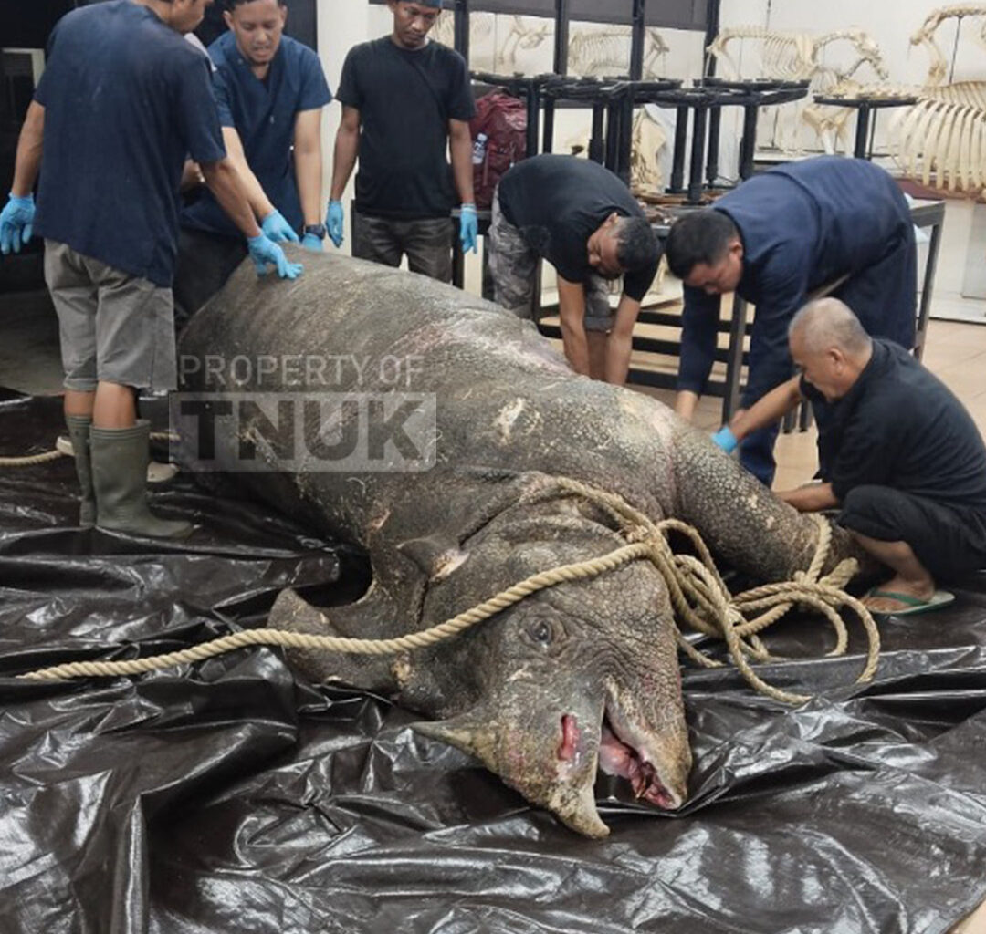 Officials at Bogor Agricultural University (IPB) in West Java examine the carcass of Musofa a male Javan rhinoceros from Ujung Kulon National Park in Banten, on Nov. 8, 2025. Musofa, one of the world’s last remaining male Javan rhinos, died shortly after his historic relocation to the Javan Rhino Study and Conservation Area (JRSCA) as part of a major conservation effort to protect the critically endangered species.