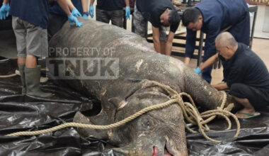 Officials at Bogor Agricultural University (IPB) in West Java examine the carcass of Musofa a male Javan rhinoceros from Ujung Kulon National Park in Banten, on Nov. 8, 2025. Musofa, one of the world’s last remaining male Javan rhinos, died shortly after his historic relocation to the Javan Rhino Study and Conservation Area (JRSCA) as part of a major conservation effort to protect the critically endangered species.