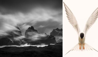 A black and white photo of jagged mountains with swirling clouds on the left; on the right, a white bird with outstretched wings and a black head faces forward against a plain background.