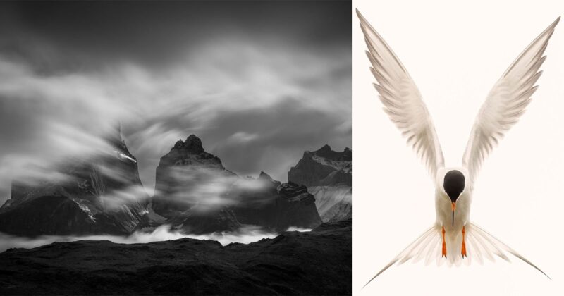 A black and white photo of jagged mountains with swirling clouds on the left; on the right, a white bird with outstretched wings and a black head faces forward against a plain background.