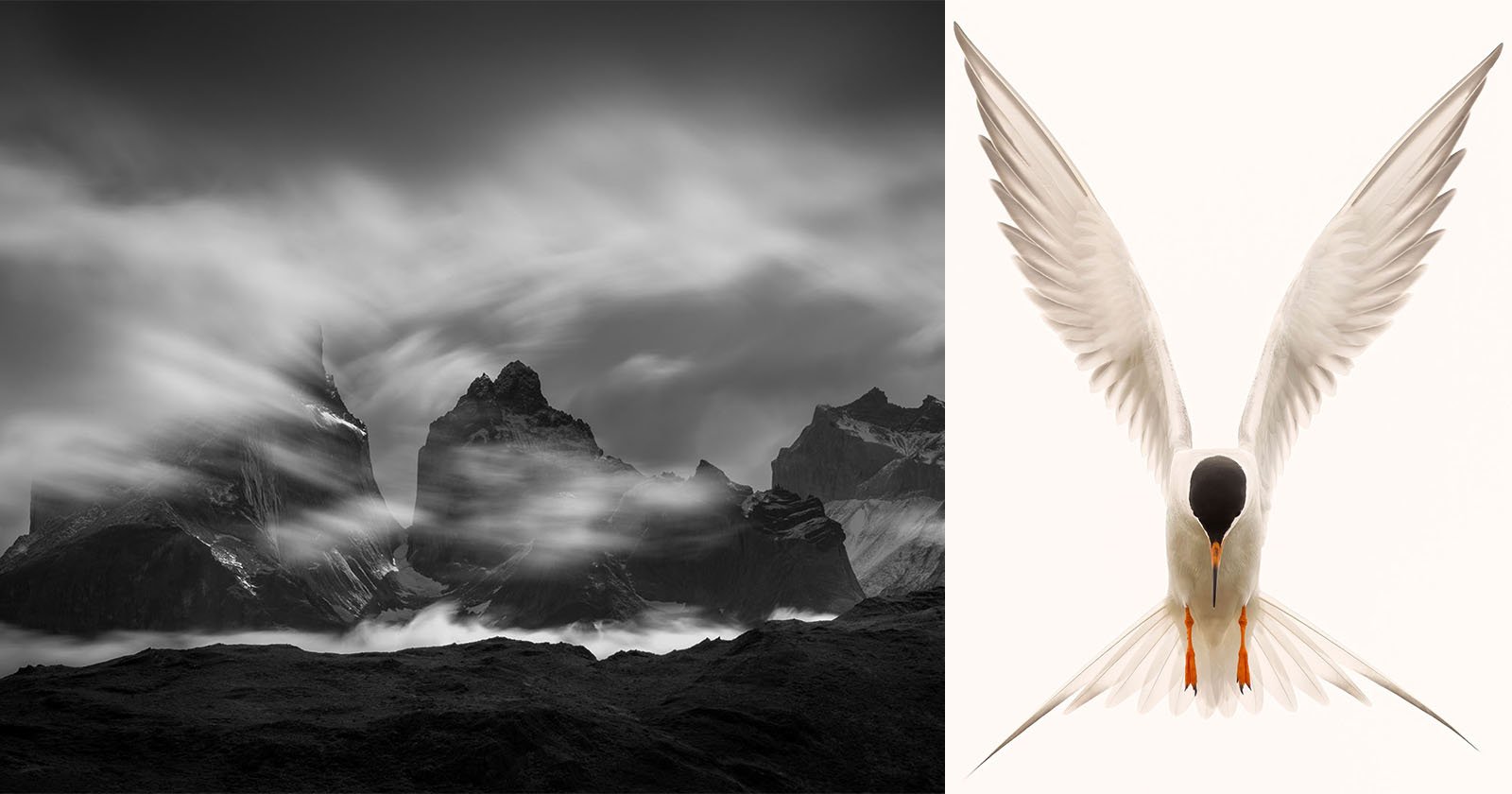 A black and white photo of jagged mountains with swirling clouds on the left; on the right, a white bird with outstretched wings and a black head faces forward against a plain background.