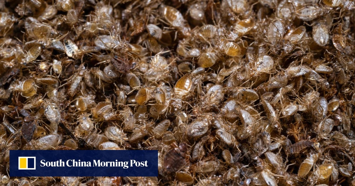 Loved in Malaysia, loathed elsewhere: scientists turn bedbugs into crime solvers