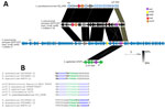 Related regions shared between the 2 pneumococcal lsaC elements from this study, the mobile element found in S. pseudopneumoniae 315_SP_SPSE, and the partial mobile element from GBS strain UCN70 in study of independent acquisitions of multidrug resistance gene lsaC in serotype 20/ST1257 S. pneumoniae isolates, United States. A) The lsaC element target site (oriT) is indicated in S. pseudopneumoniae 315_SPSE, with partially homologous junctions (j1 and j2) of the lsaC elements in the 3 strains (isolate 1–16, isolate 17, and S. agalactiae UCN70). B) The identical oriT sequence shared between related mobile elements lacking lsaC from 5 different species is shown. lsaC element junction j1 shares homology with the 5' oriT sequence and junction j2 shares homology with the 3′ oriT sequence. Purple indicates the shared C and G repeats; green indicates direct repeats between each of the 3 strains shared between their specific j1 and j2 sequences and homologous central oriT sequence. Bold indicates J1 and j2 bases shared with the oriT sequence. ST, sequence type.