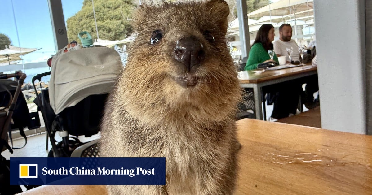 Meet the quokka, the ‘world’s happiest animal’. Take photos, just don’t touch them, please