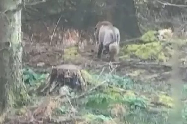 The large animal walking through the forest