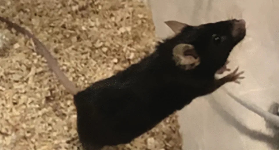 Frail mice treated with drug combination appeared youthful (Aging-US (2025))