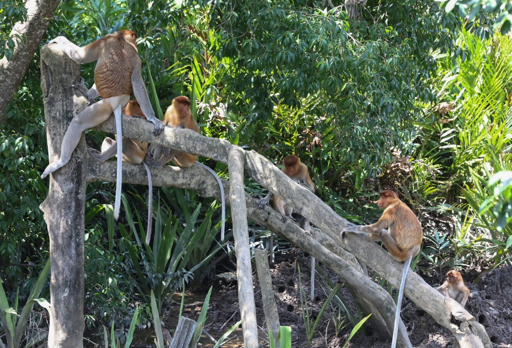 Proboscis monkeys waiting to be fed at the Labuk Bay Proboscis Monkey Sanctuary recently. — Bernama pic 