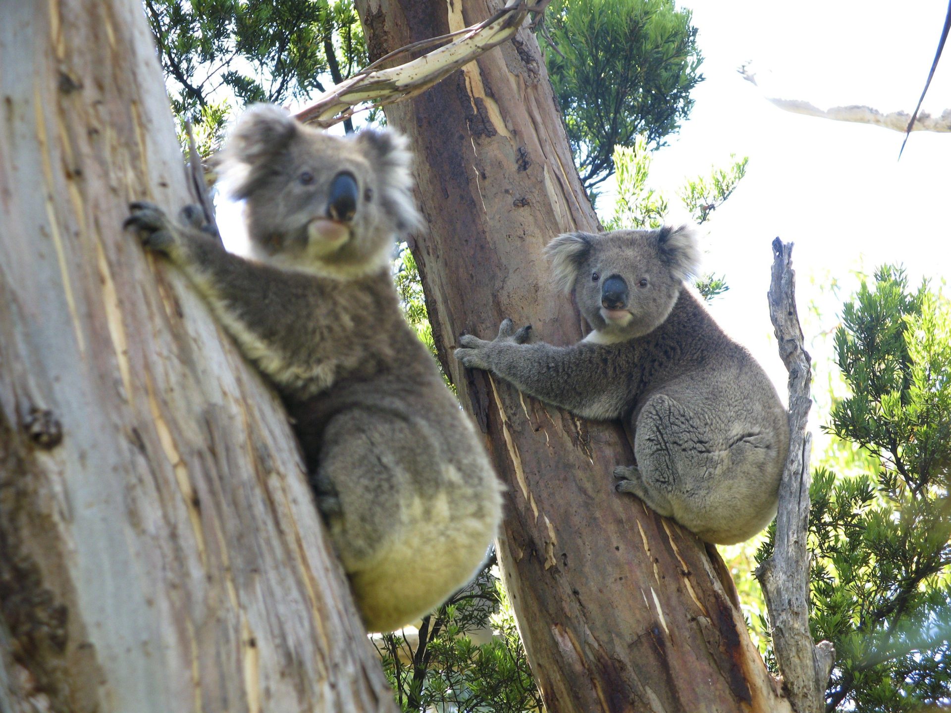 Koala, Phascolarctos cinereus, in its natural habitat on a eucalyptus tree, Australia, Oceania
