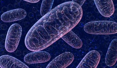 Dysfunctional mitochondria shown to initiate the onset of Parkinson's