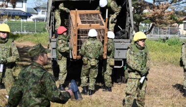 Japan sends in soldiers to trap bears after record wave of attacks and deaths – The Irish Times