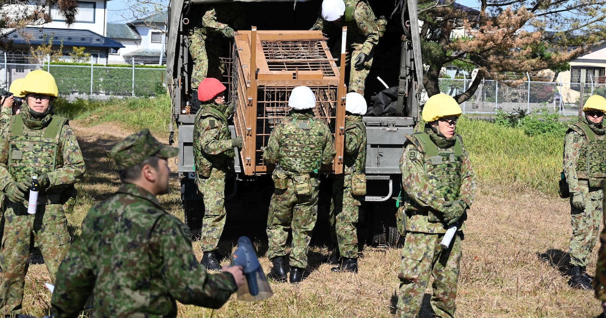Japan sends in soldiers to trap bears after record wave of attacks and deaths – The Irish Times
