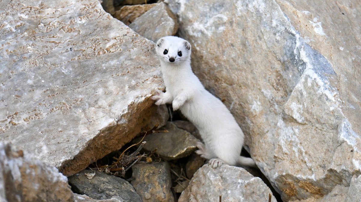 Rare color-changing weasel spotted in eastern Türkiye