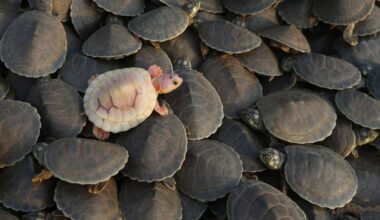 Brazil releases Amazon River turtle hatchlings in conservation push