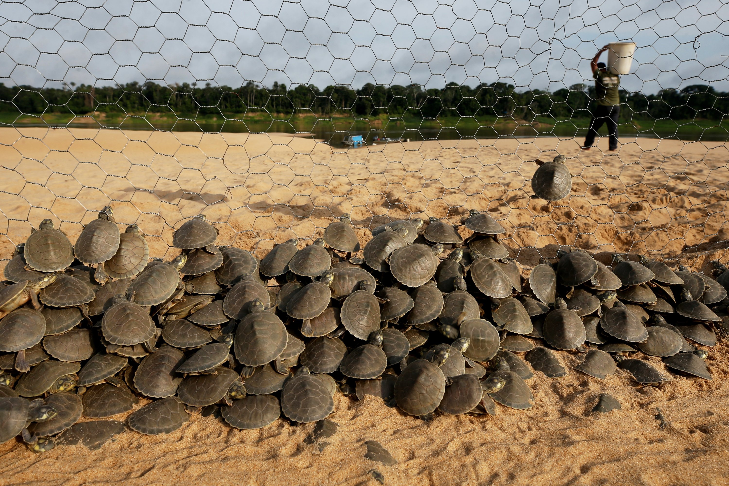 Turtle hatchlings (podocnemis expansa) wait to be released at the Abufari Biological Reserve, in Tapaua, Amazonas state, Brazil, Nov. 17, 2025. (AP Photo)