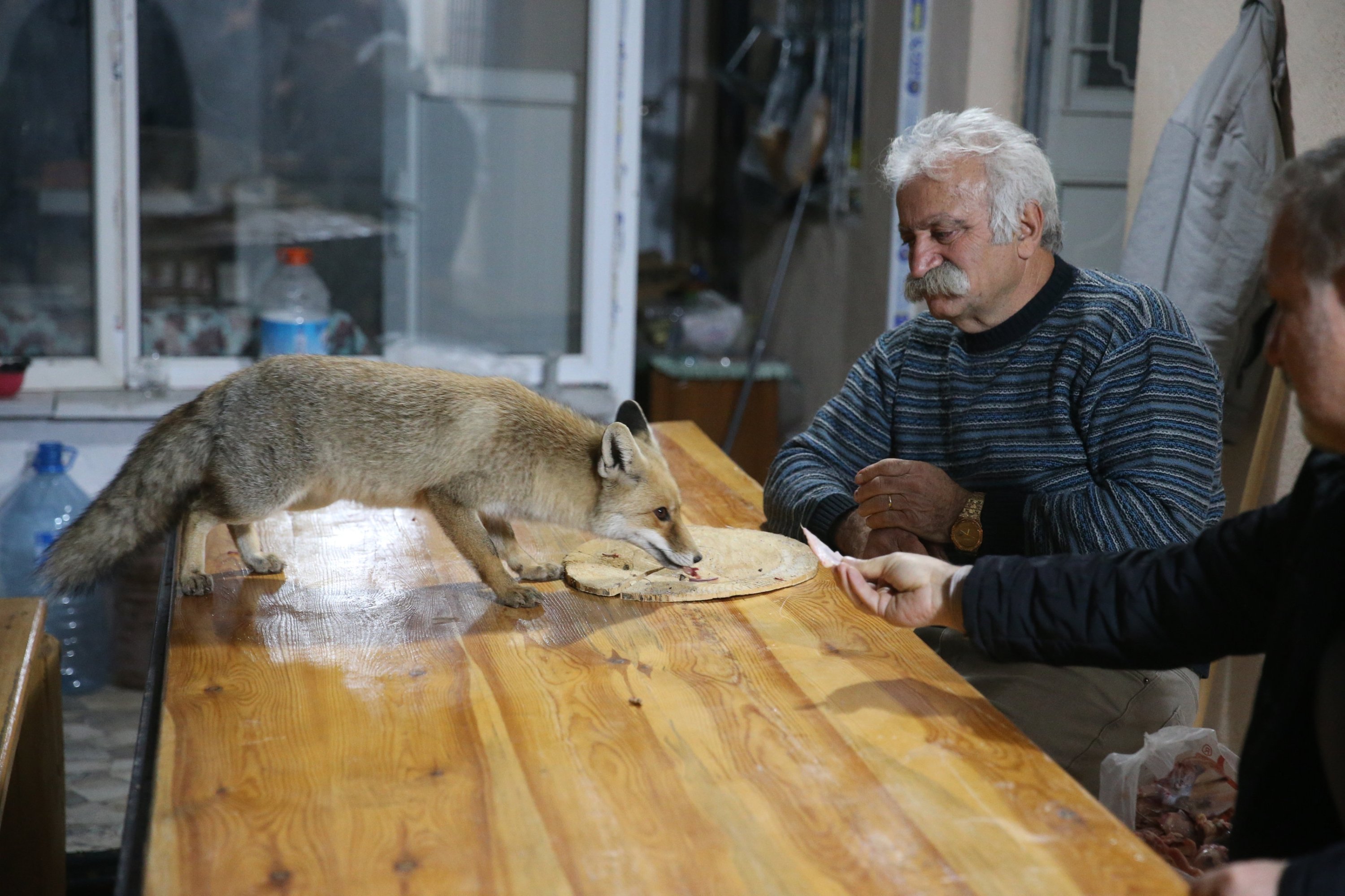 “Merdo,” a local fox, enjoys a daily meal at a vineyard in Tokat, northern Türkiye, Nov. 27, 2025. (AA Photo)
