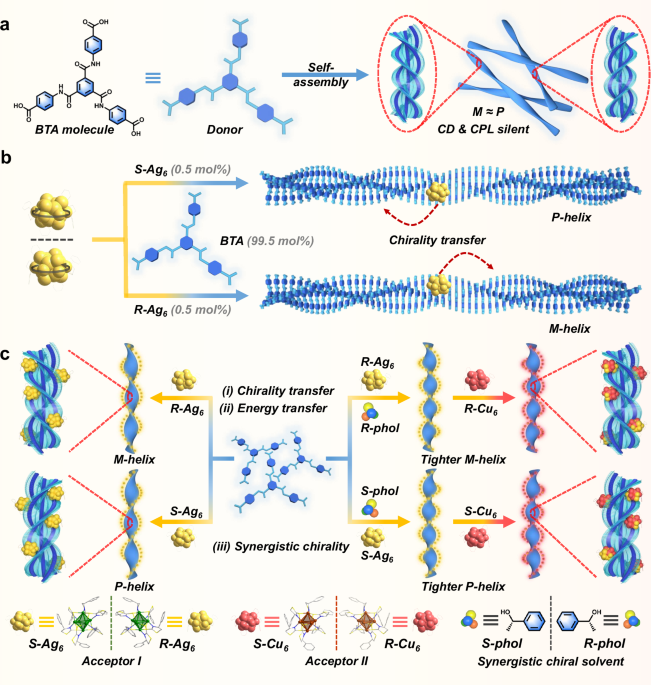 Chiral metal cluster-mediated chirality transfer in light-harvesting nanoribbons for amplified circularly polarized luminescence