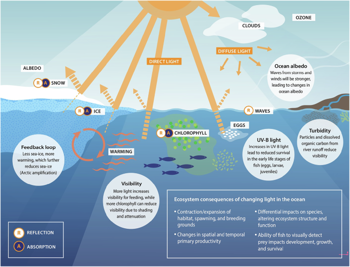 Climate change impacts on ocean light in Arctic ecosystems