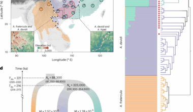 Hybridization mitigates climate change risk in mountainous birds