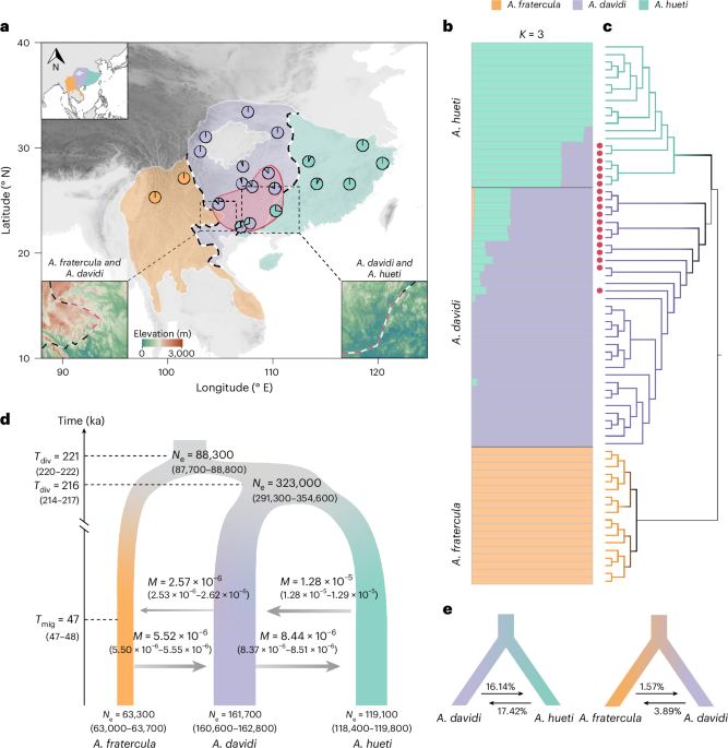 Hybridization mitigates climate change risk in mountainous birds