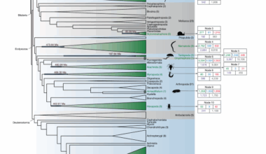 Convergent genome evolution shaped the emergence of terrestrial animals