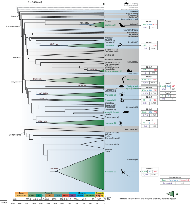 Convergent genome evolution shaped the emergence of terrestrial animals