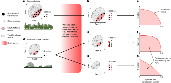 Land-use change undermines the stability of avian functional diversity