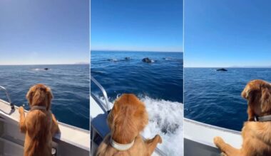 Yahoo lifestyle home