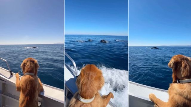 Yahoo lifestyle home