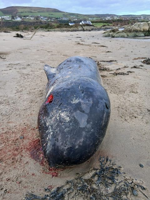 The whale washed up in Donegal.